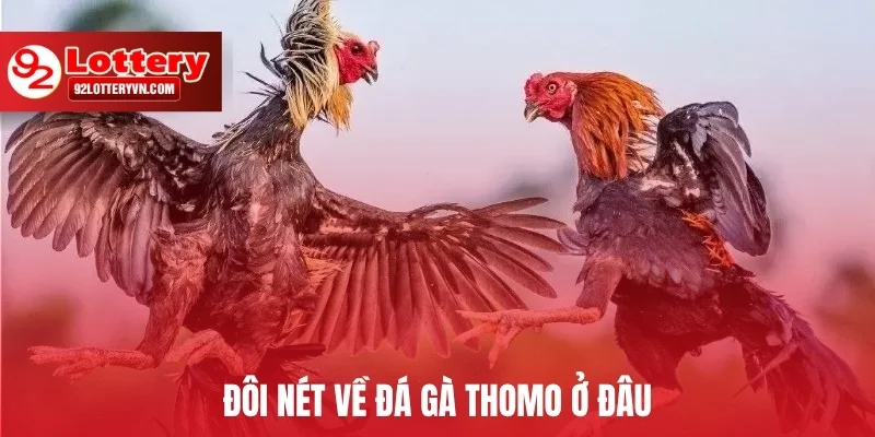 Đôi nét về Đá gà Thomo ở đâu
