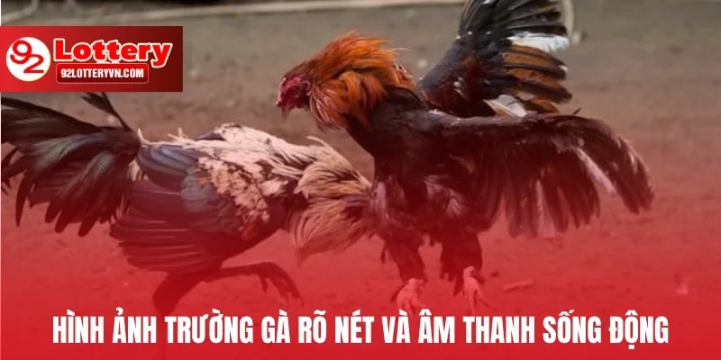 Hình ảnh trường gà rõ nét và âm thanh sống động
